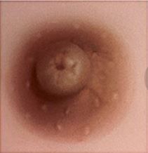 Marron foncé (dark brown)